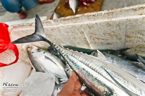 鐵甲 魚|穿著厚厚鐵甲的冬季私房料理